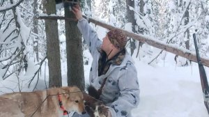 С ЛАЙКАМИ ПО ГЛУБОКОМУ СНЕГУ/ПРОВЕРКА КАПКАНОВ/ОХОТА/ПРОМЫСЕЛ ПУШНИНЫ