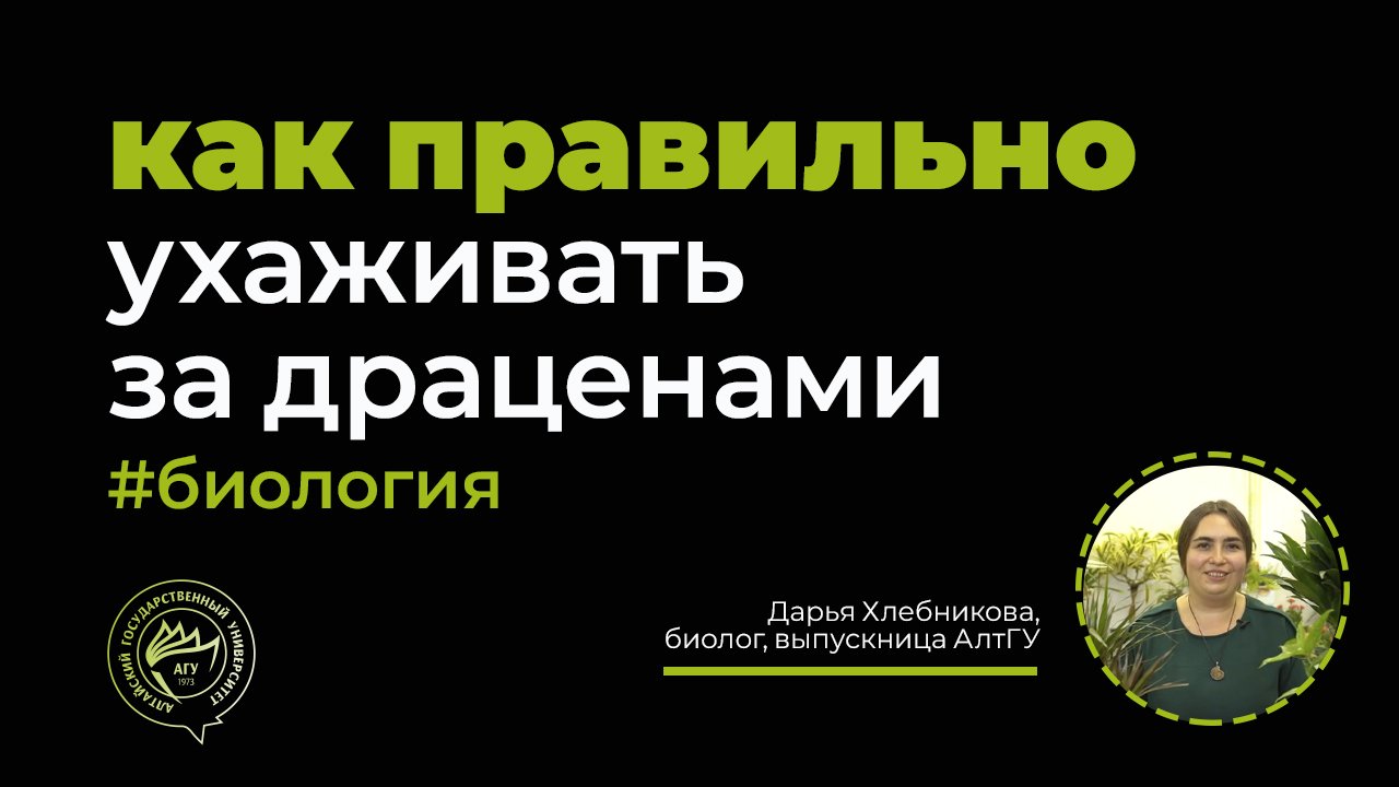 Как ухаживать за драценами? Рассказывает выпускница АлтГУ, биолог Дарья Хлебникова