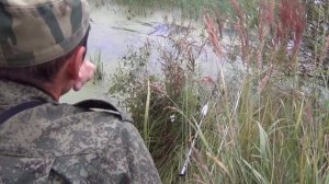 Необычный способ ловли на удочку в ряске - 2 и итоги