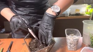 Мастер-класс для новичков. Как посадить композицию во флорариуме.