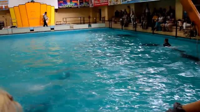 Дельфинарий в Геленджике смотреть онлайн