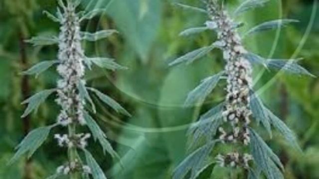 Как вылечить и укрепить сердце в домашних условиях. Народное средство от всех болезней сердца. смотреть онлайн