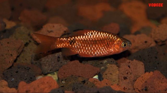 Барбусы в аквариуме виды часть первая смотреть онлайн