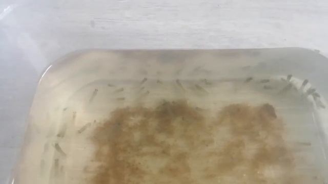 Австралийские раки. АККР смотреть онлайн