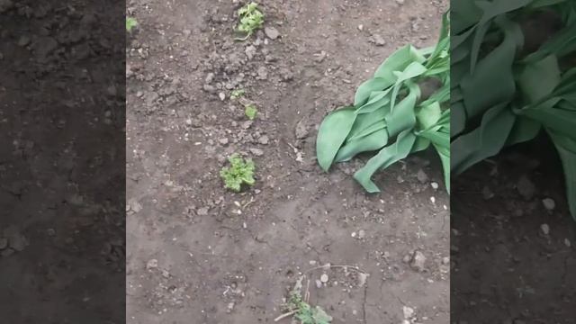 Про цветы. смотреть онлайн