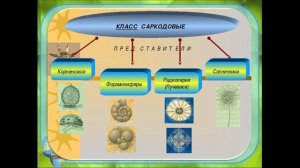 Тип Саркомастигофоры