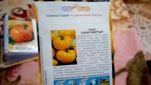 Томат "САХАР ЖЕЛТЫЙ". Мои ЛЮБИМЫЕ СОРТА ПОМИДОР. 08.01.2020
