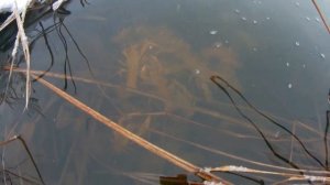 Разводим рака в новом водоёме.