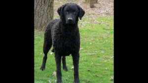 Курчавошёрстный   ретривер/Curly-Coated Retriever (порода собак HD slide show)!
