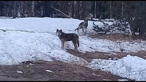 Повелитель ВОЛКОВ. Культовый учёный Ясон Бадридзе.