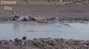 КРОКОДИЛ В ДЕЛЕ! Крокодил против зебры бегемота антилопы