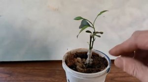 Как укоренить каламондин с помощью облактировки