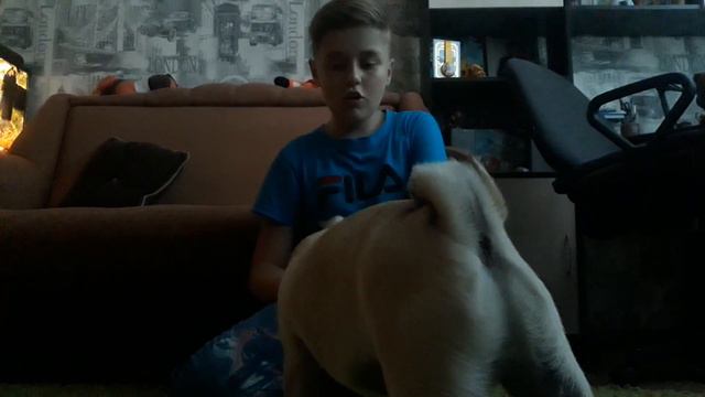 Как научить собаку команде сидеть. Порода мопс смотреть онлайн