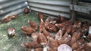 Содержание цыплят Ломан Браун в2, 5месяца Content of chickens Loman brown B2, 5months