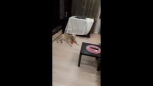 ЩЕНОК РОТВЕЙЛЕРА В НОВОЙ СЕМЬЕ.Разбор видео.Воспитание и дрессировка собак