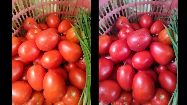 SERIUSAN XIAOMI? BEDANYA TIPIS BANGET! REDMI NOTE 13 PRO 5G VS REDMI NOTE 12 PRO 5G! смотреть онлайн