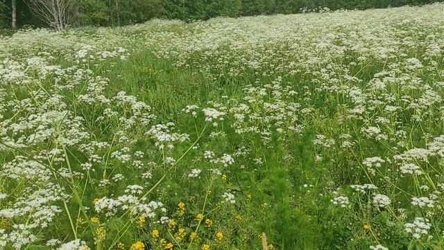 берут ли пчелы нектар с морковника? смотреть онлайн