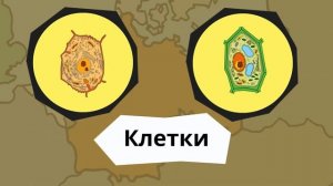 Открытие клетки. Клеточная теория.