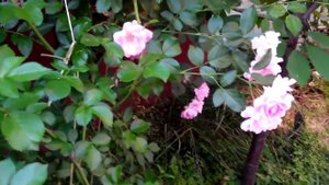 Сорт розы Чаплинз пинкс