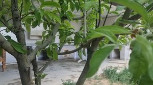 Тошкентча НОХАТ ШУРАК. Нут с мясом.              |               #ДОДДА / #DODDA