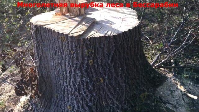 Многолетняя вырубка лесопосадок в Бессарабии чёрными дровосеками смотреть онлайн