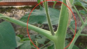 Пасынкование томатов: для чего, как и когда делать?