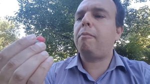 Вкусные экзотические плоды ногоплодника | Субтропический Сочи