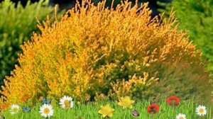 Туя западная Рейнголд ? Обзор: посадка и уход. саженцы туи Рейнголд: описание и особенности