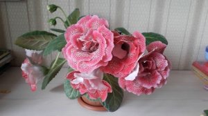 Глоксиния махровая сорт НТ Маркиза