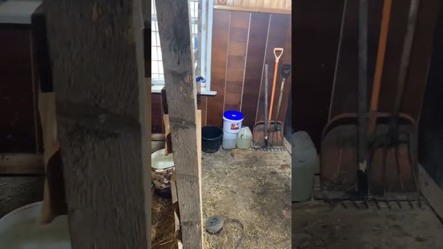 Где сей час живут коровы.Сьемки не для канала и куча ненужных слов. Все без прикрас на публику смотреть онлайн