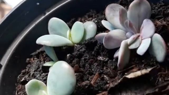 recuperação da echeveria gila # fazendo mudas pela folha смотреть онлайн