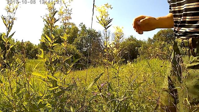 лабазник вязолистный смотреть онлайн