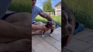 Дрессируем щенков на продажу. Американский булли (покет) +79807427894 (Viber, WhatsApp)