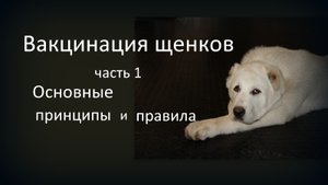 Вакцинация щенков. ЧАСТЬ 1. Основные принципы вакцинации.