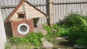 ВЫБРАКОВАННЫЕ КУРЫ. КУРЫ НЕСУШКИ С ХОРОШЕЙ ЯЙЦЕНОСКОСТЬЮ