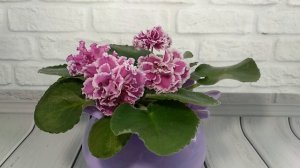 Удобряю фиалки по новому. Шесть факторов успешного роста растений.