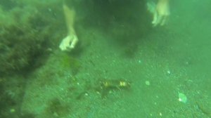 как краб укусил за палец