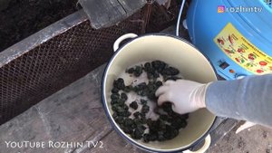 ПРИРОДНОЕ ЛЕКАРСТВО ФЕРМЕНТАЦИЯ КРАПИВЫ