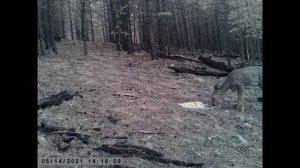 ТИХАЯ ОХОТА НА СИБИРСКУЮ КОСУЛЮ СОЛОНЦЫ РАБОТАЮТ QUIET HUNTING FOR SIBERIAN ROE DEER SOLONTSY WORK