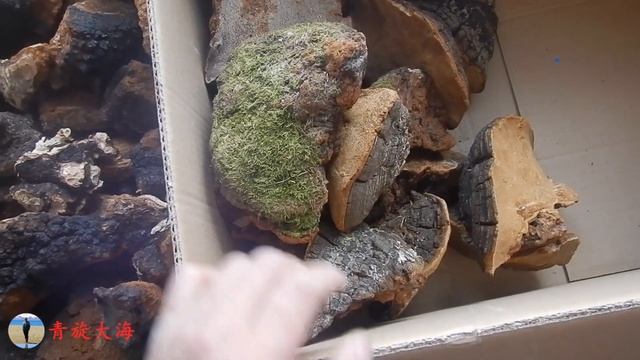 大海拉回来20斤灵芝片，桦树茸，松针层孔菌，看有什么区别