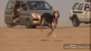 Салюки,скорость и выносливость