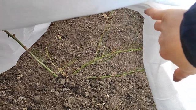 Укрытие роз на зиму: просто и эффективно