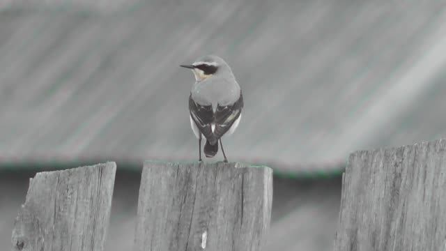 Самец каменки ( Oenanthe Oenanthe )