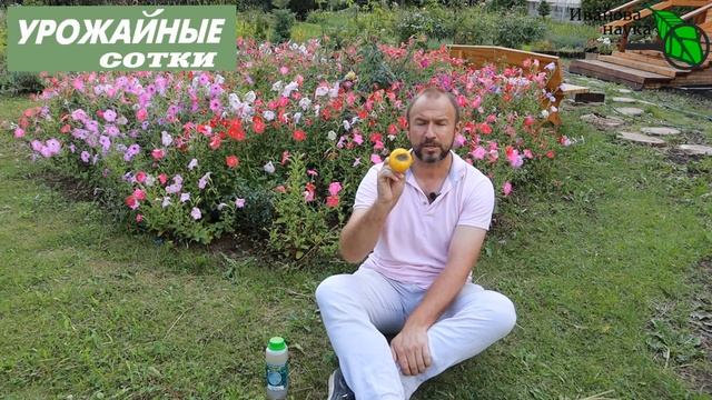СМОТРИ НЕ ПЕРЕПУТАЙ! ОПАСНЕЕ ФИТОФТОРЫ - АЛЬТЕРНАРИОЗ! Симптомы, лечение болезней томата и картофел