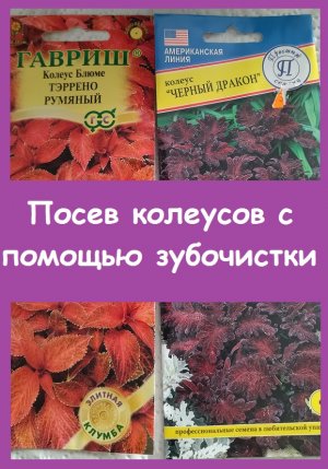 Второй ПОСЕВ КОЛЕУСОВ, у которых очень мелкие семена с плохой всхожестью - мой способ их сохранить