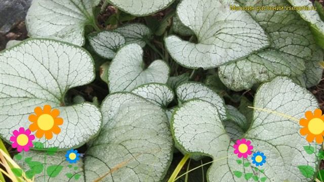 Бруннера крупнолистная Сильвер херт. Краткий обзор, описание Brunnera Macrophylla Silver Heart