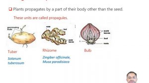 Apomixis