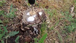 Как избавиться от пня научастке без корчевания