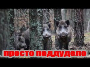 Три кабана без лицензии... просто поддудело.