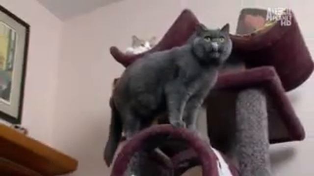 Британская короткошерстная кошка